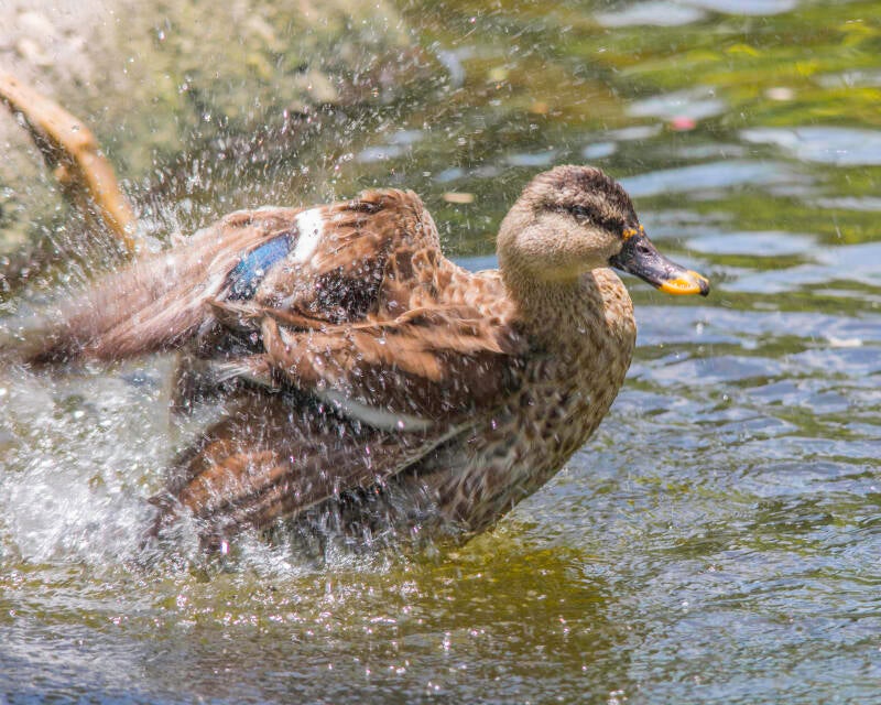Spot-Billed Duck (3)