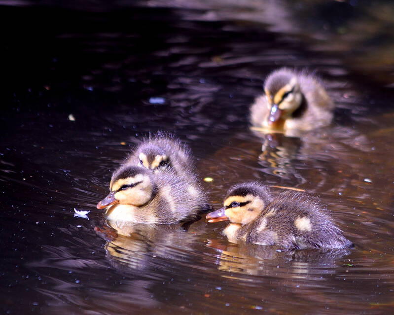 Spot-Billed Duck (2)