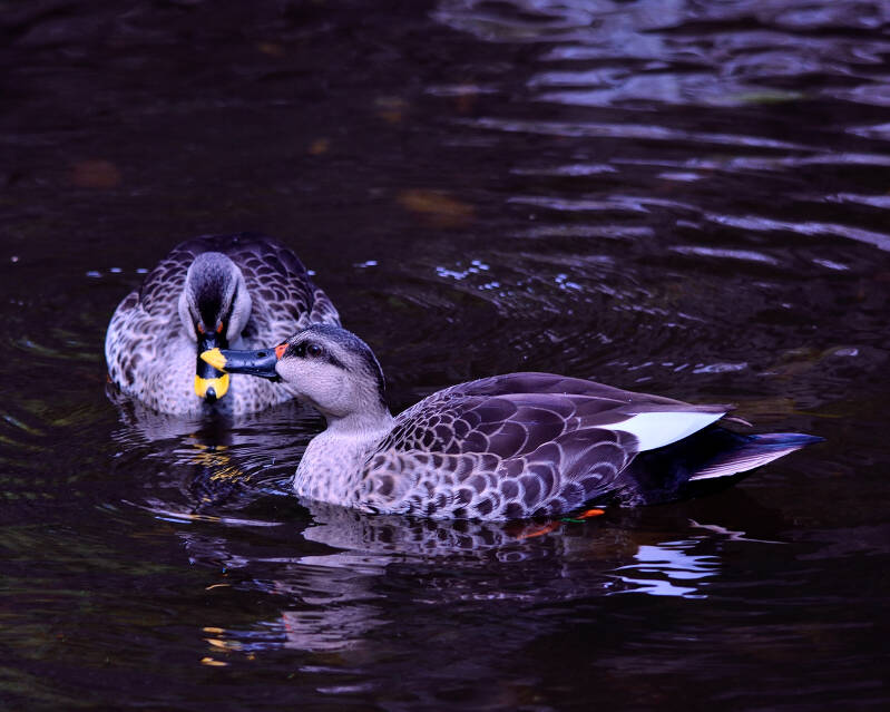 Spot-Billed Duck (1)