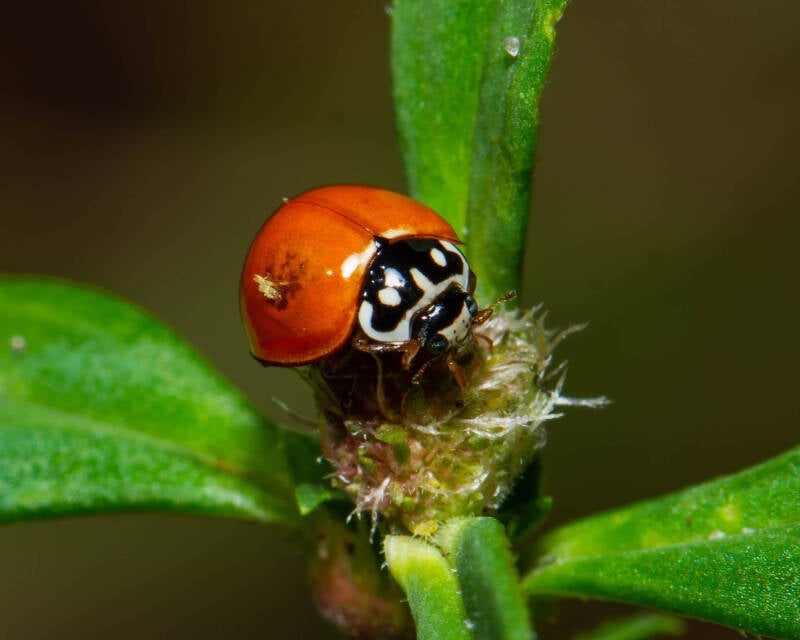Spotless Lady Beetle (5)