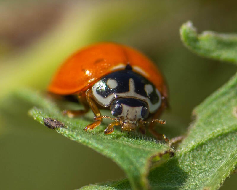 Spotless Lady Beetle (4)