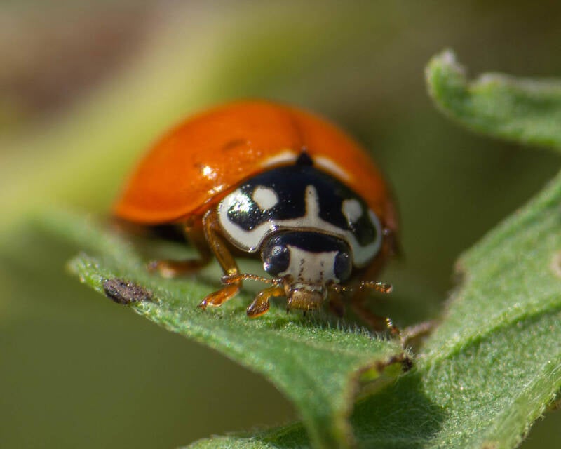 Spotless Lady Beetle (3) 