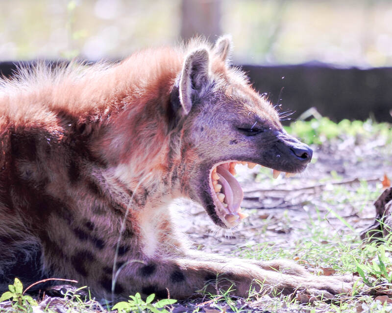 Spotted Hyena (1)