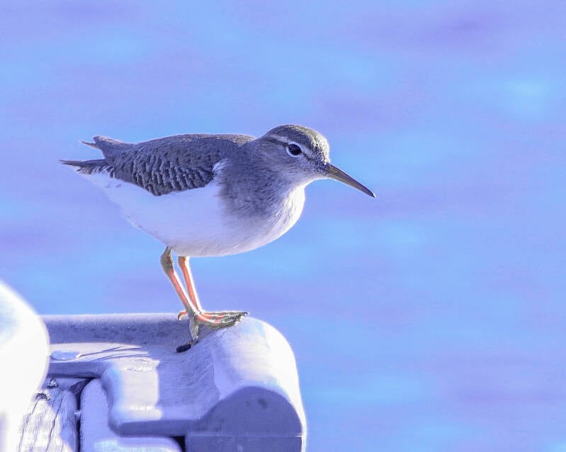 Spotted Sandpiper (1)
