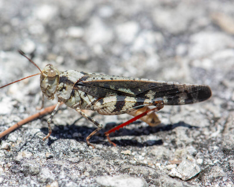 Southern Marbled Grasshopper (1)