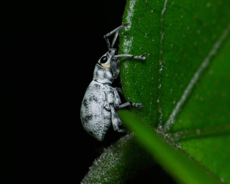 Sri Lanka Weevil (1)