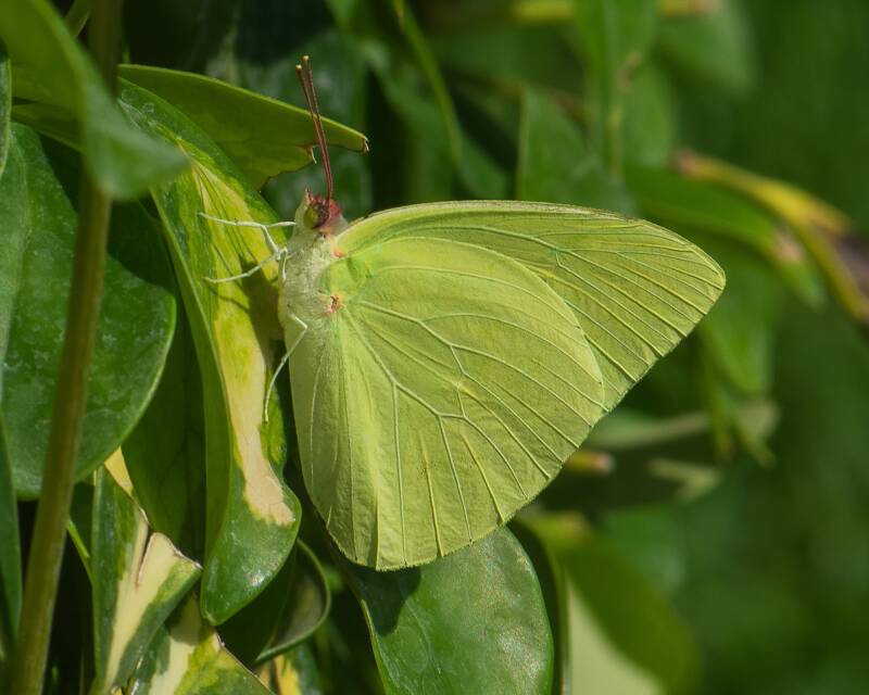 Statira Sulphur (1)