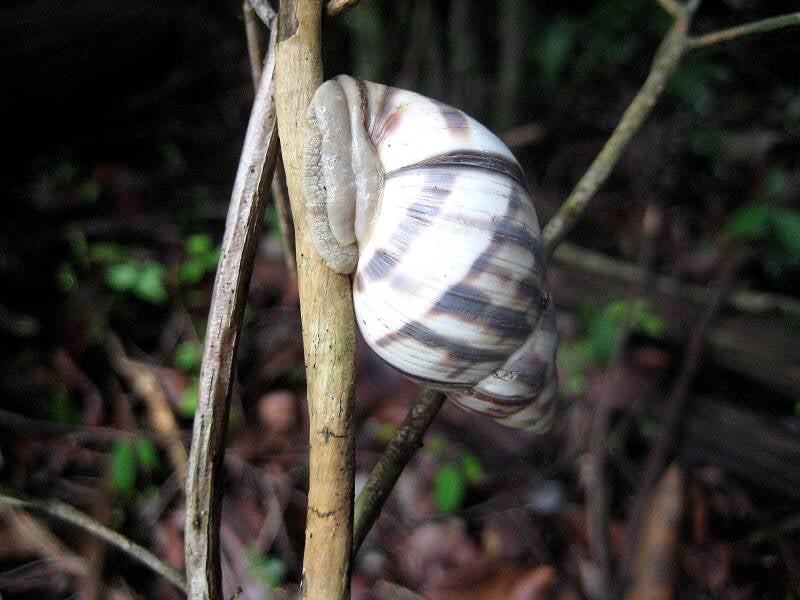 Stock Island Tree Snail (1)