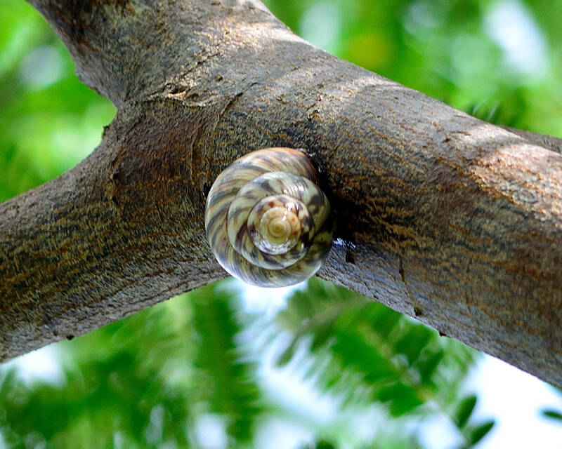 Stock Island Tree Snail (2)