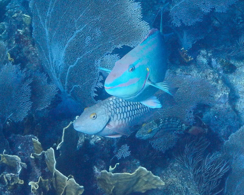 Stoplight Parrotfish (1)