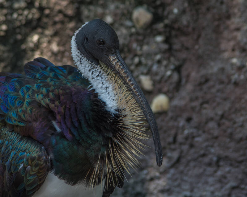 Straw-Necked Ibis (2)