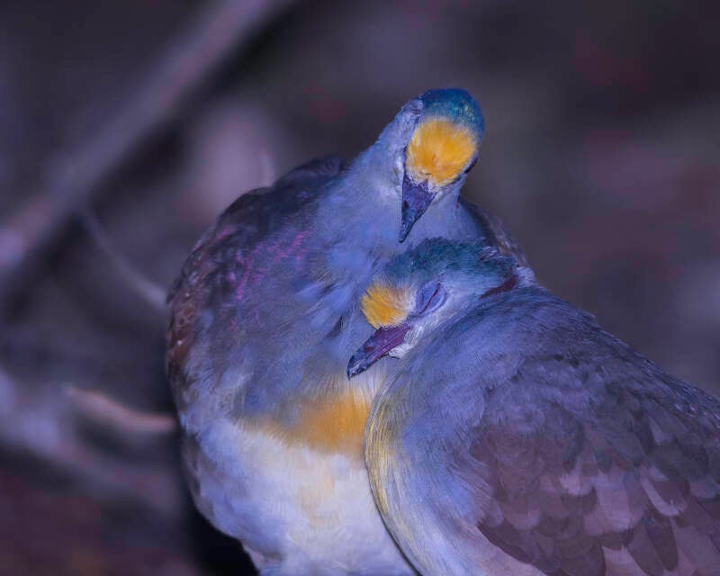 Sulawesi Ground Dove (1)