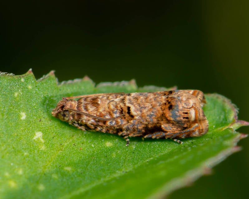 Sumac Leaftier Moth (1)