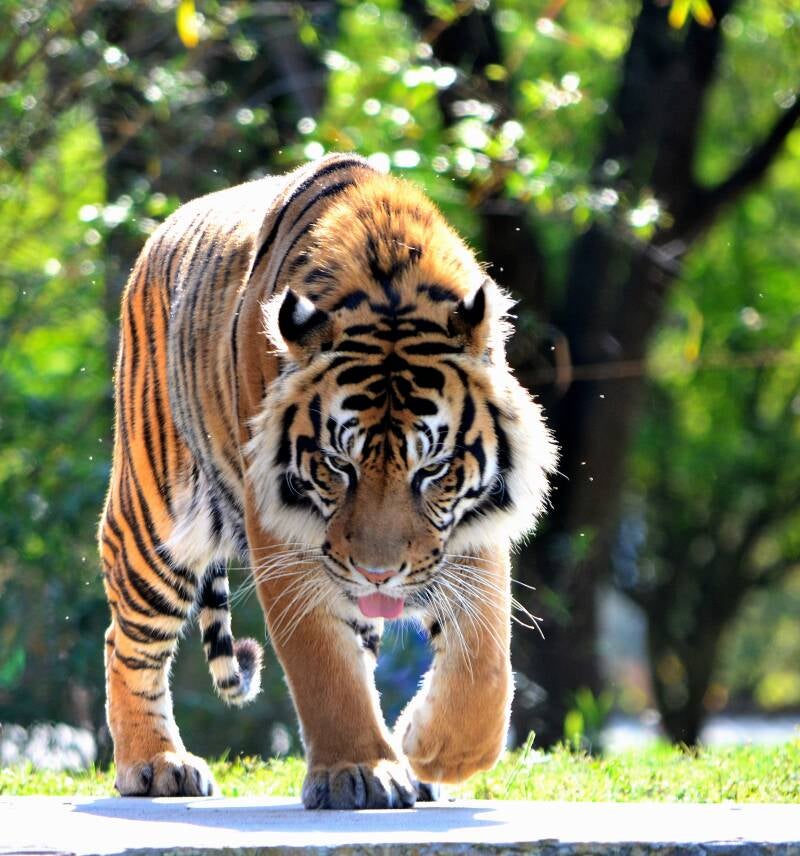 Sumatran Tiger (11)