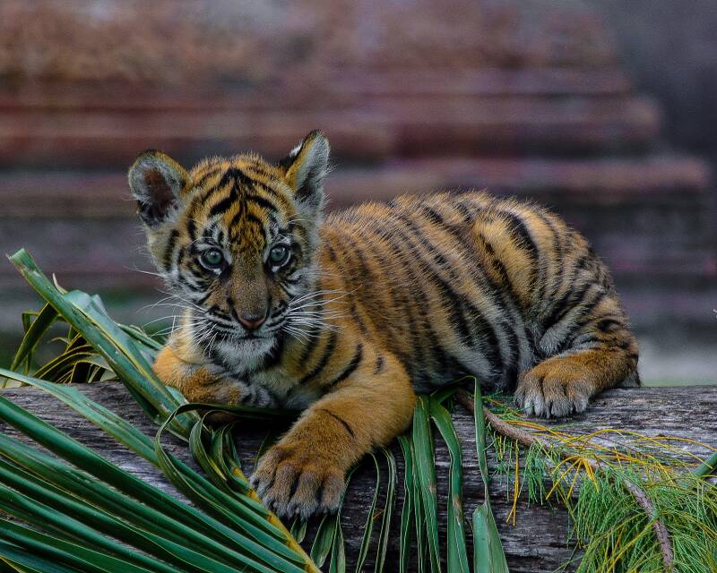 Sumatran Tiger (1)