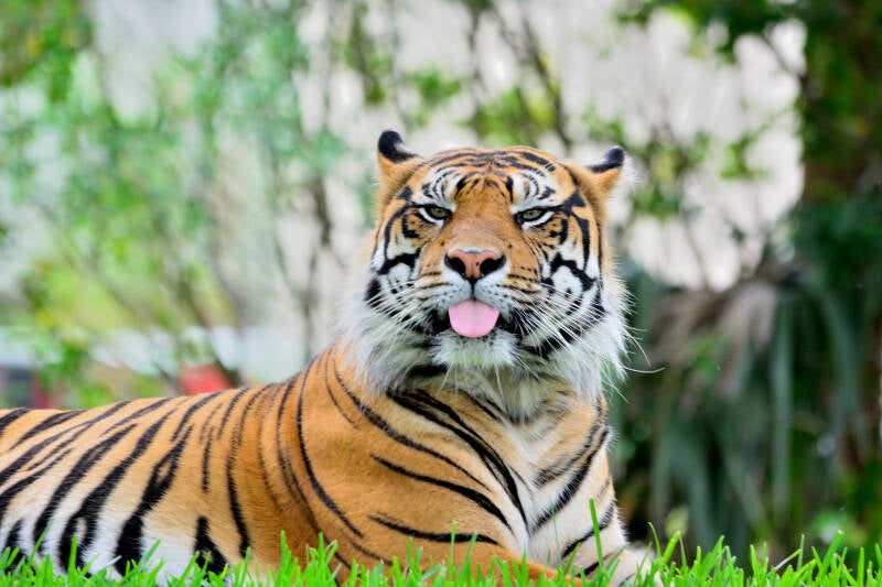Sumatran Tiger (10)