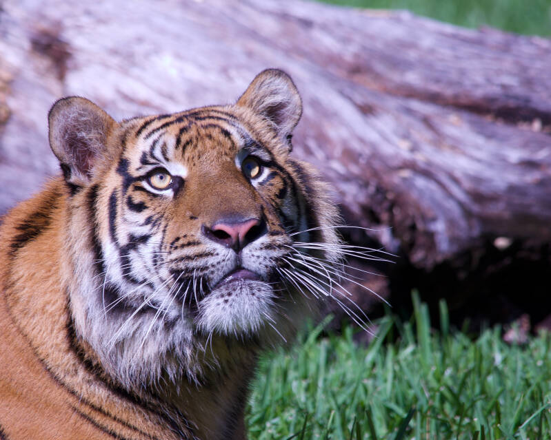 Sumatran Tiger (9)