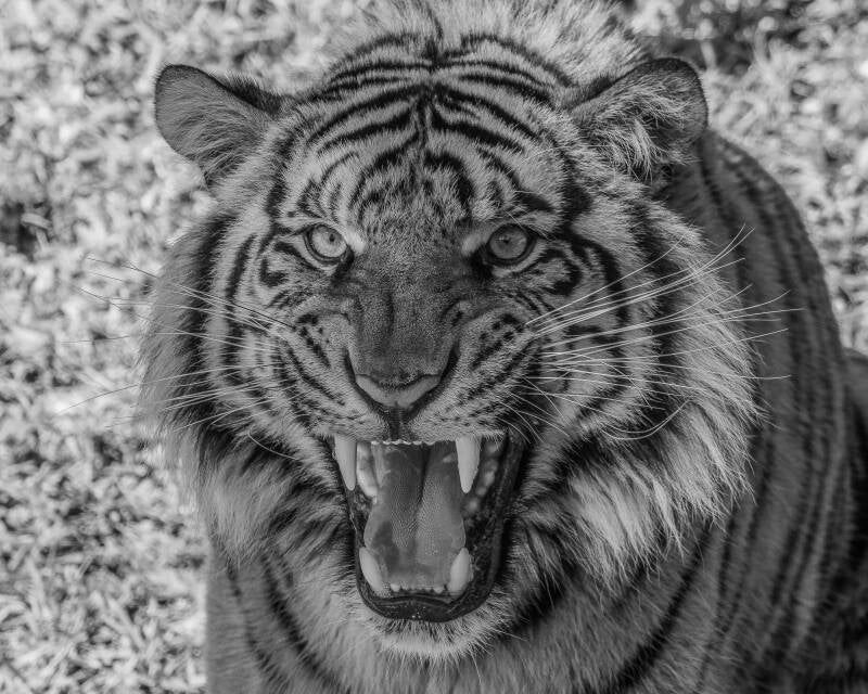 Sumatran Tiger (3)