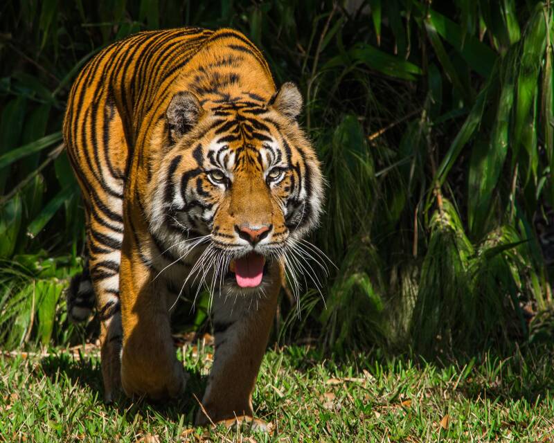 Sumatran Tiger (4)