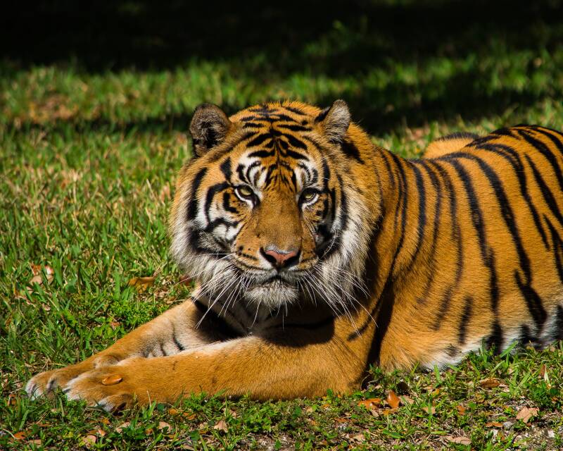 Sumatran Tiger (6)