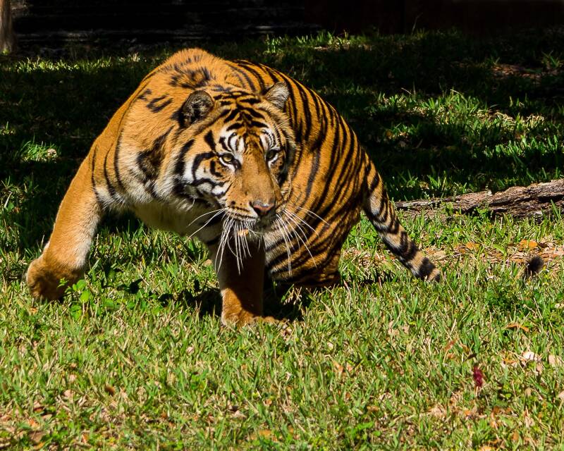 Sumatran Tiger (5)