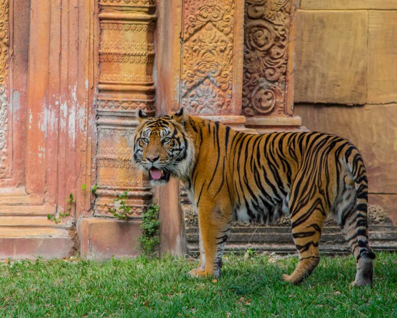 Sumatran Tiger (7)