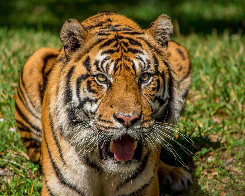 Sumatran Tiger (8)