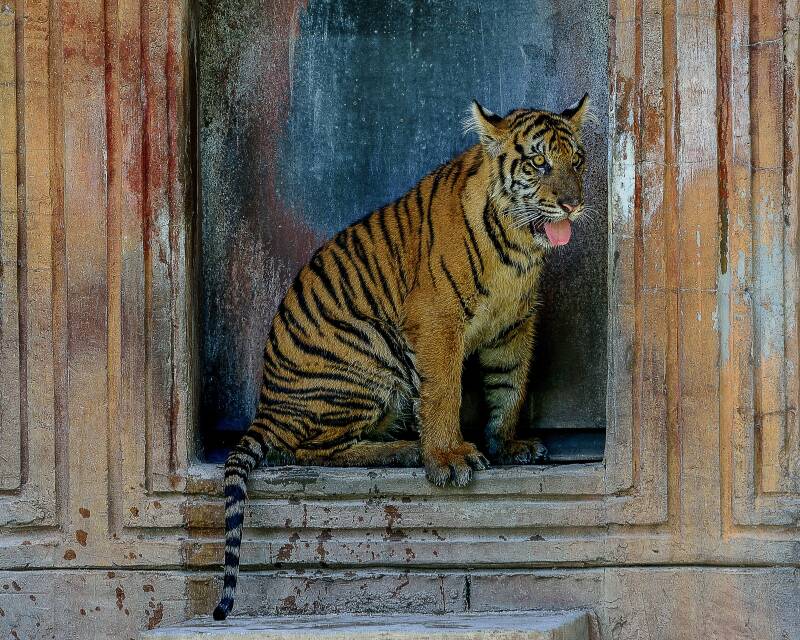 Sumatran Tiger (2)