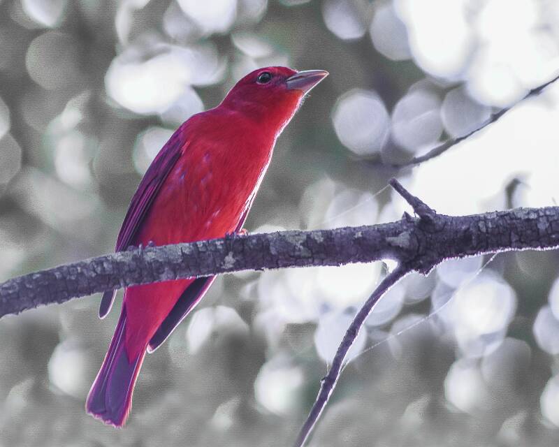 Summer Tanager (1)