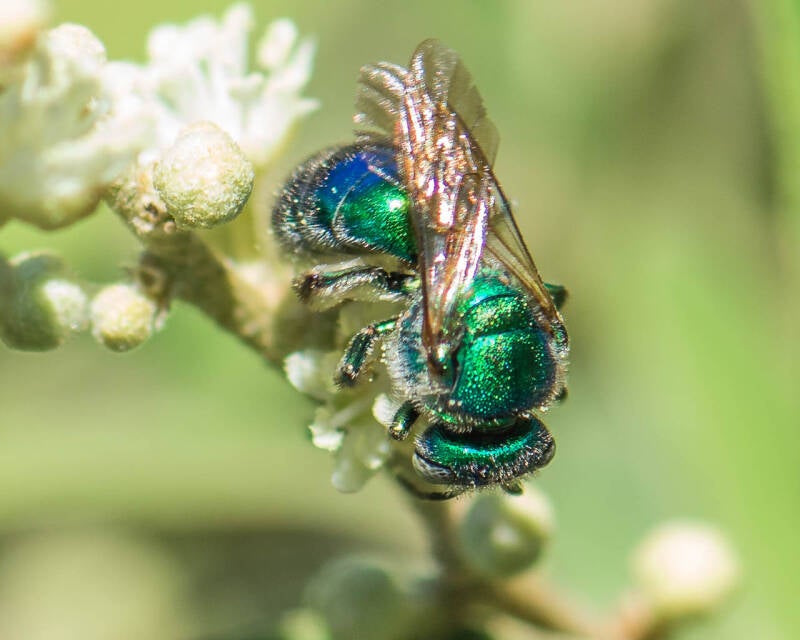 Paraugochloropsis Bee (5)