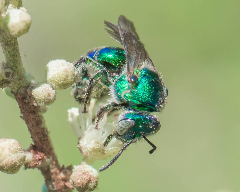 Paraugochloropsis Bee (4)