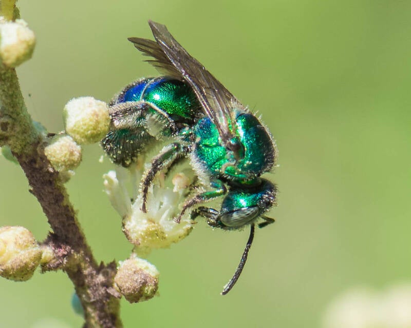 Paraugochloropsis Bee (3)