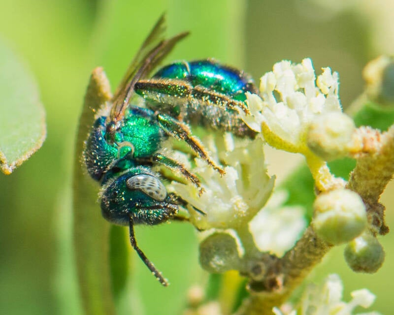 Paraugochloropsis Bee (2)