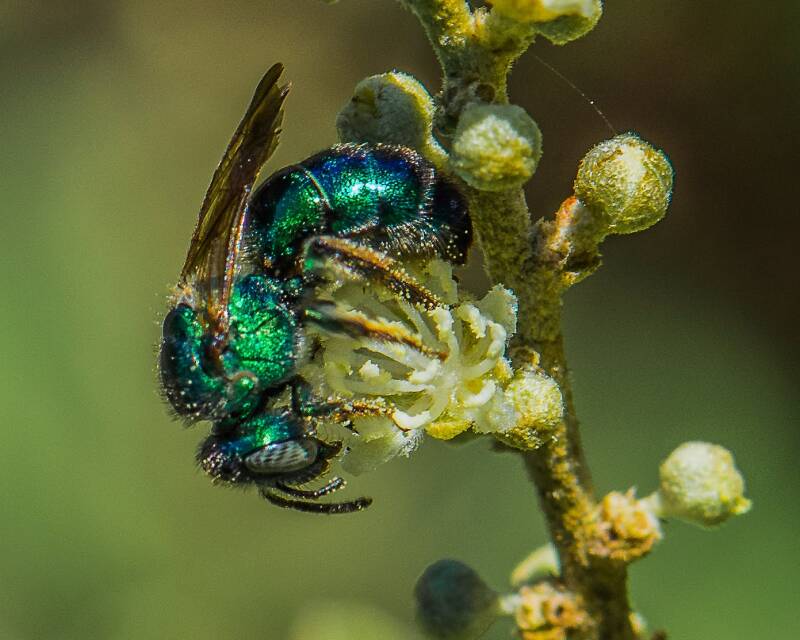 Paraugochloropsis Bee (1)