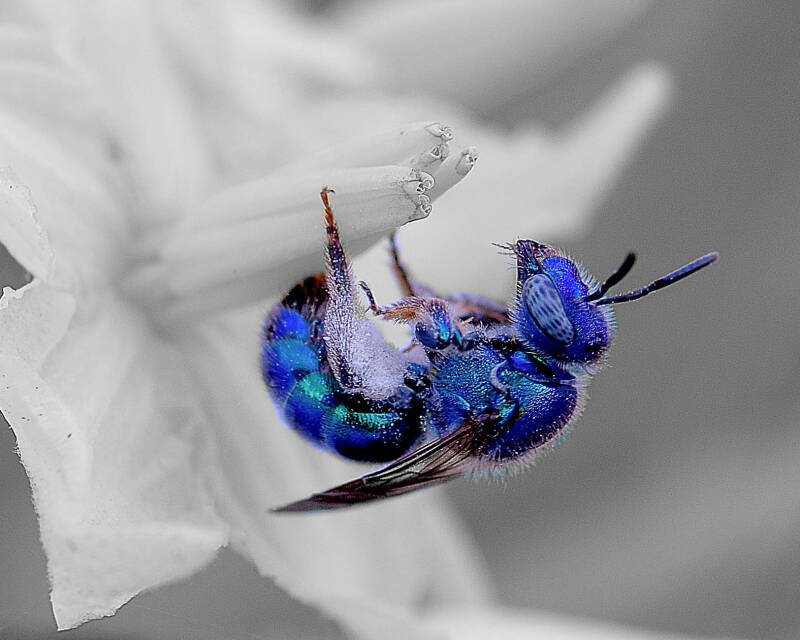 Paraugochloropsis Bee (1)
