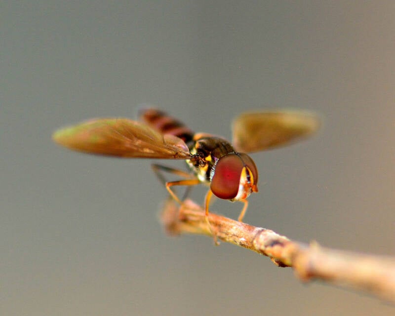 Stubby Hover Fly (1)