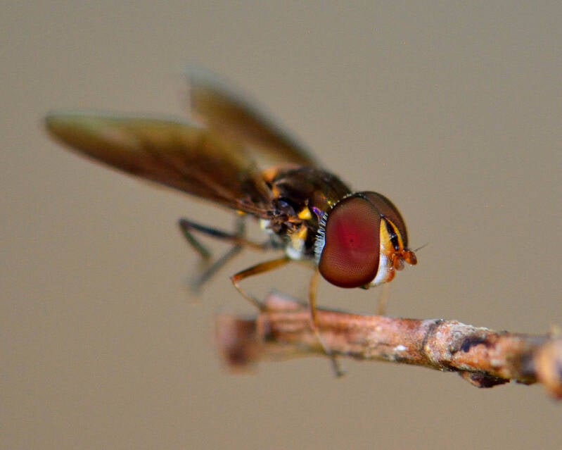 Stubby Hover Fly (2)