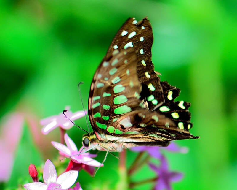 Tailed Jay (1)