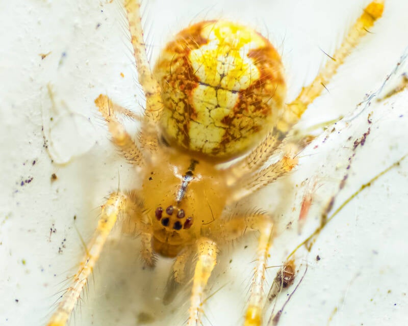 Cobweb Spider (1)