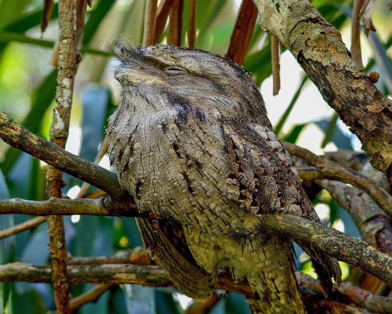 Tawny Frogmouth (1)