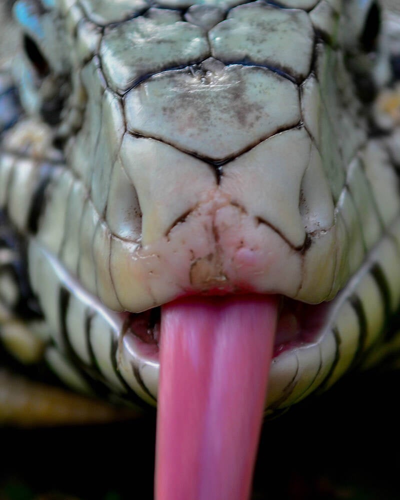 Black and White Tegu (1)