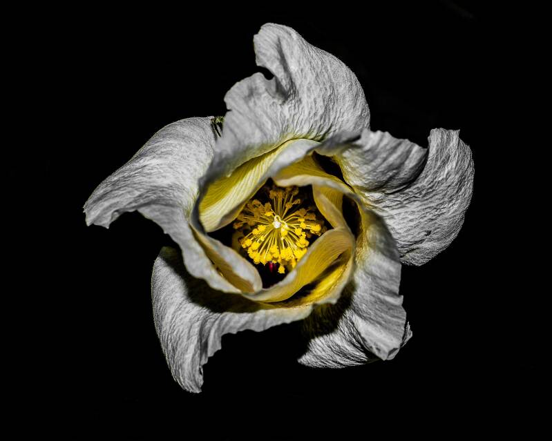 Rosemallow (1)