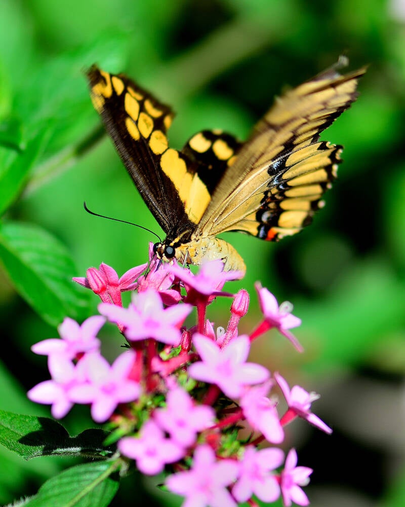 Thoas Swallowtail (1)