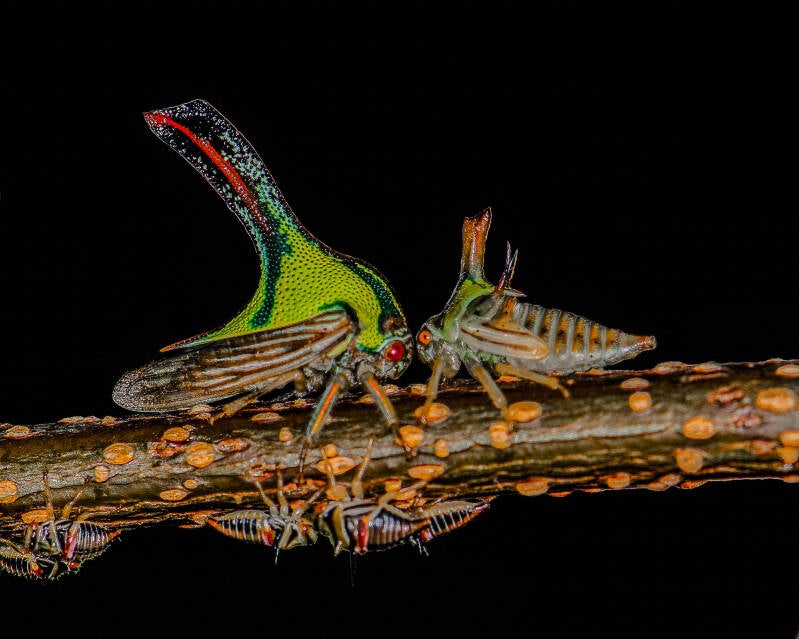 Thorn Tree Hopper (1)