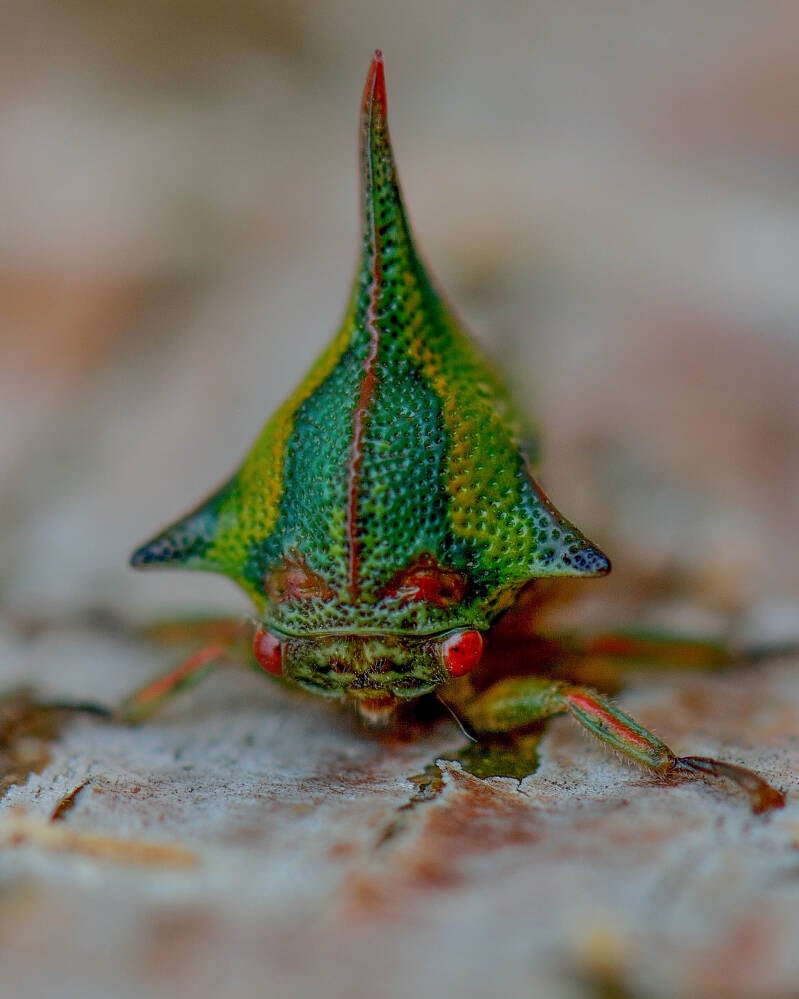 Thorn Treehopper (2)