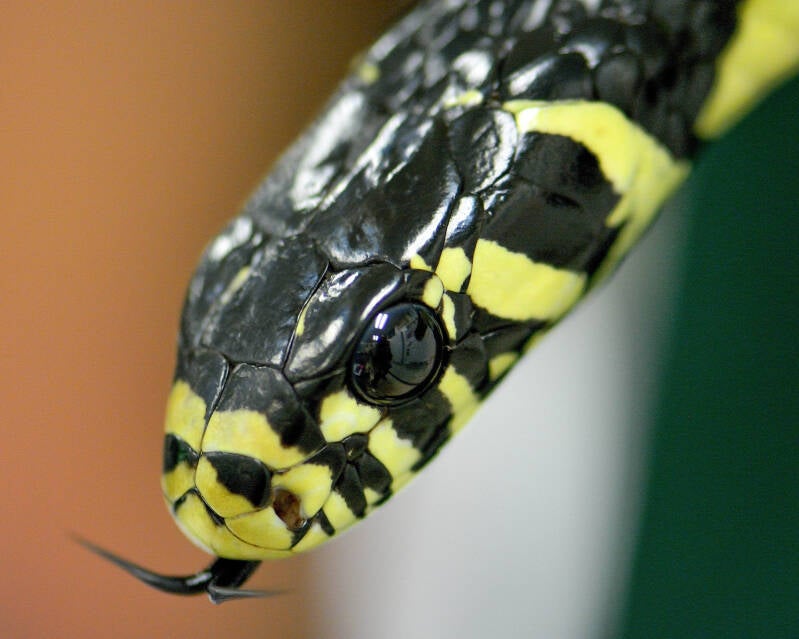 Tiger Ratsnake (1)