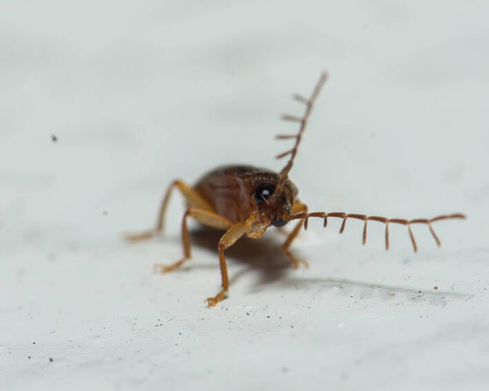Ptilodactyla Toe-Winged Beetle (2)