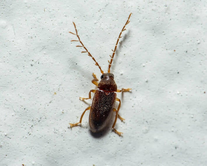 Ptilodactyla Toe-Winged Beetle (1)