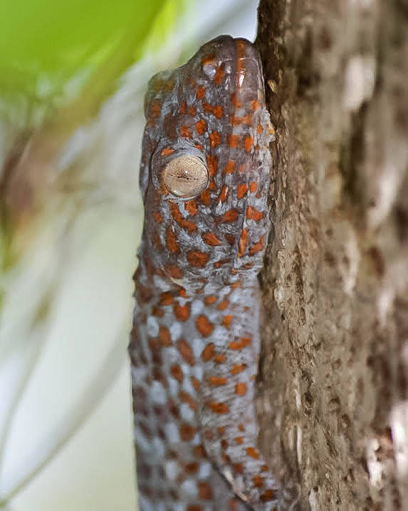 Tokay Gecko (1)