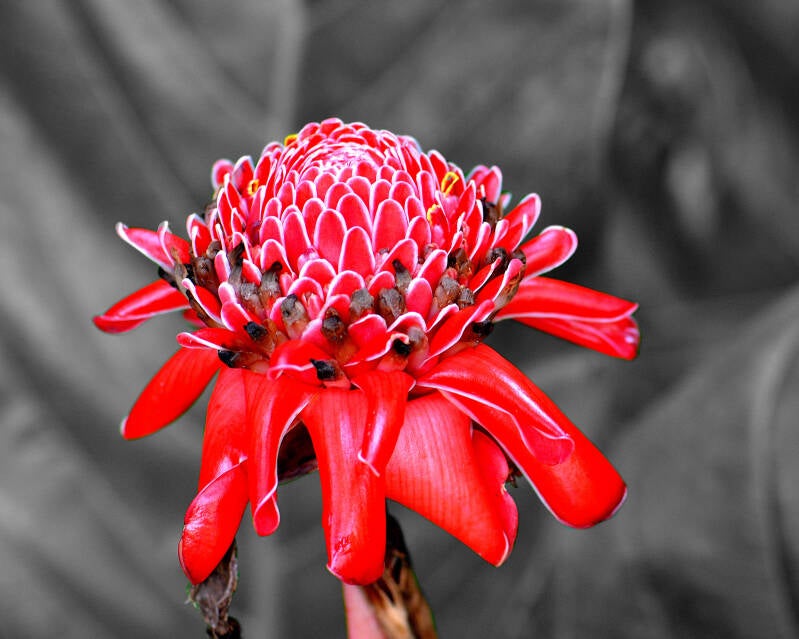 Torch Ginger (1)
